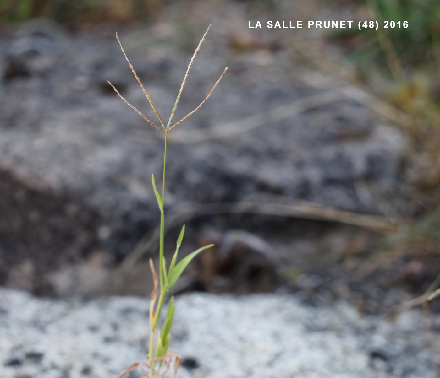 Finger-grass, Common plant